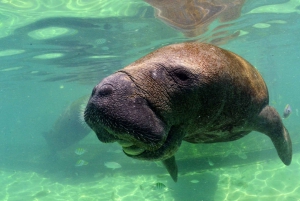 Cancún: Manatee Encounter on Isla Mujeres with Buffet Lunch