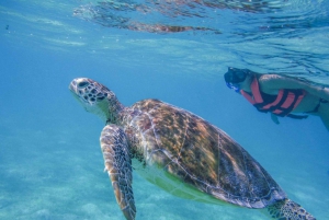 Cancun: Marine Turtle Observation in Akumal