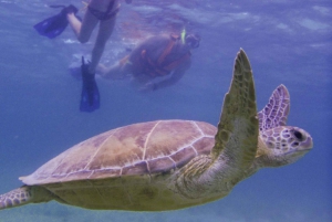 Cancun: Marine Turtle Observation in Akumal