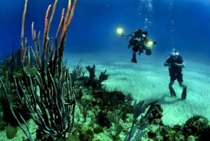 Buceo en Arrecife en Cancún o Isla Mujeres para Principiantes