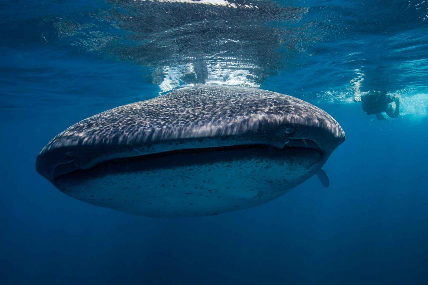 Cancun or Riviera Maya: Whale Shark Tour & Playa Norte Beach