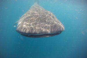 Cancun or Riviera Maya: Whale Shark Tour & Playa Norte Beach