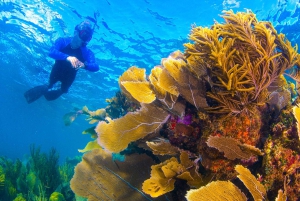 Cancun: Paradise Snorkel at Reef and Underwater Museum