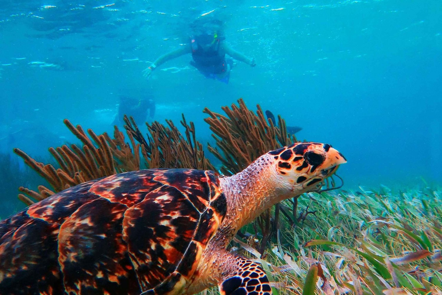 Cancún: Excursión de snorkel por los arrecifes de Puerto Morelos y comida junto al mar