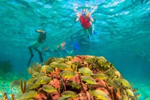 Cancún: Excursión de snorkel por los arrecifes de Puerto Morelos y comida junto al mar