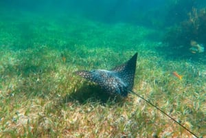 Cancún: Excursión de snorkel por los arrecifes de Puerto Morelos y comida junto al mar