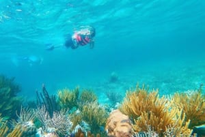 Cancún: Excursión de snorkel por los arrecifes de Puerto Morelos y comida junto al mar