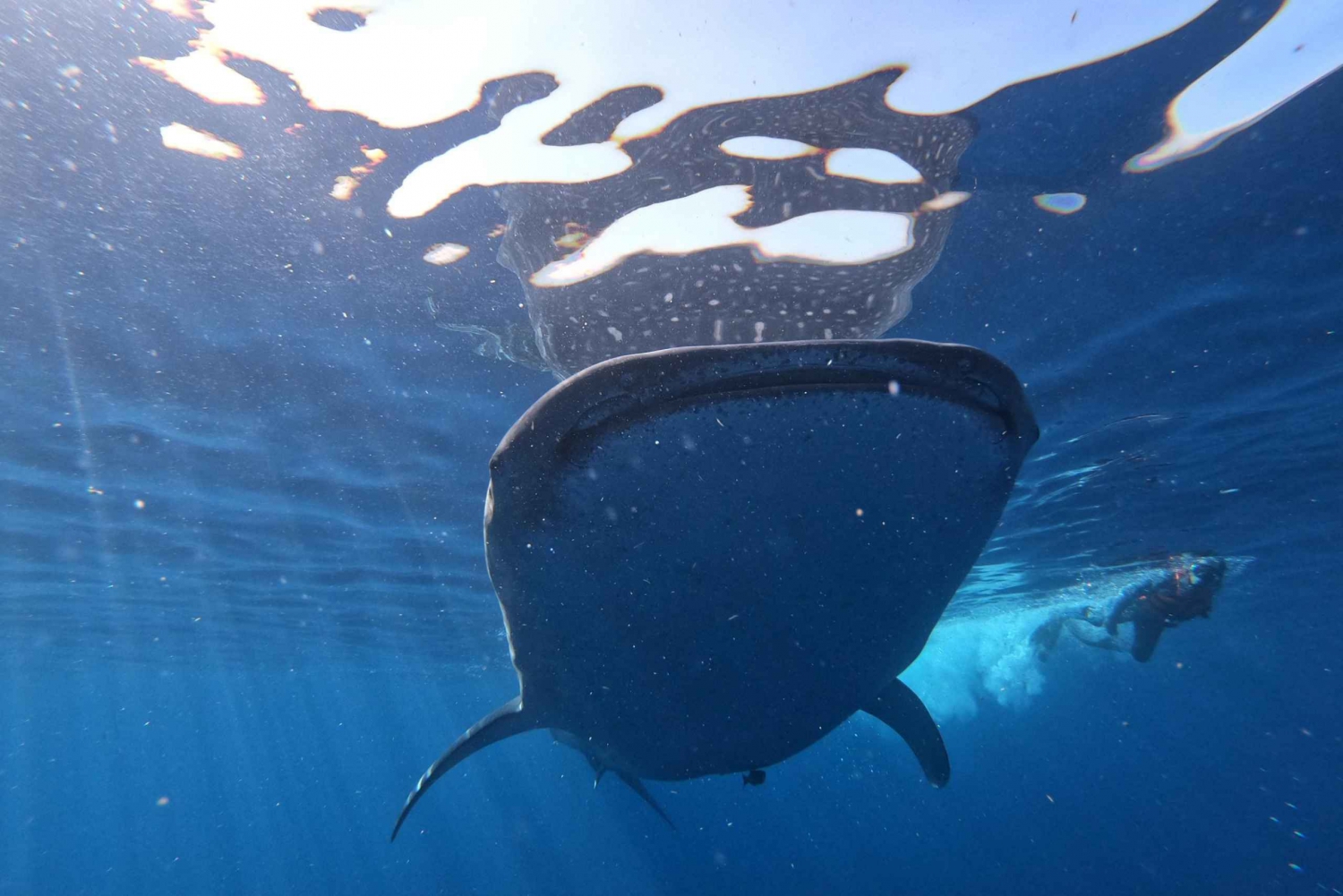 Cancun & Riviera Maya: Swim with Whale Sharks Tour w/ Lunch