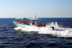 Cancun & Riviera Maya: Swim with Whale Sharks Tour w/ Lunch