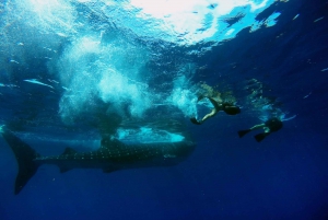 Cancun & Riviera Maya: Swim with Whale Sharks Tour w/ Lunch