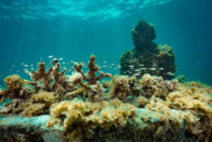 Cancun: Snorkeling Tour at MUSA The Underwater Museum