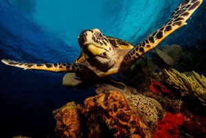 Cancun: Snorkeling Tour for Non-Swimmers