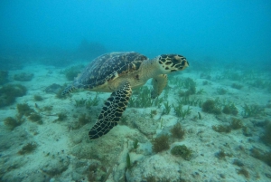 Cancun: Sunrise Snorkeling Tour with 5 Stops and Pickup