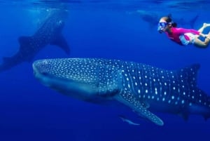 Cancun: Swim and snorkel with Whale Sharks, includes snacks