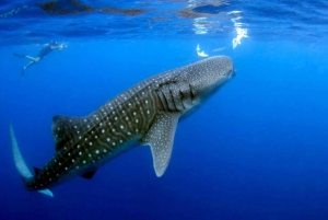 Cancun: Swim and snorkel with Whale Sharks, includes snacks