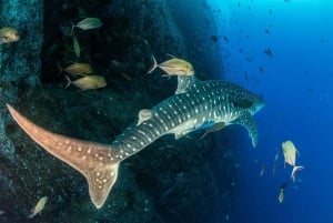 Cancun: Swim and snorkel with Whale Sharks, includes snacks