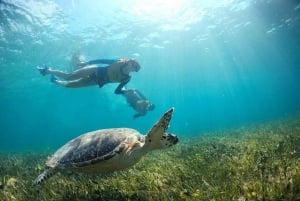 Cancun: Swim with Turtles, Reef, Underwater Museum Tour