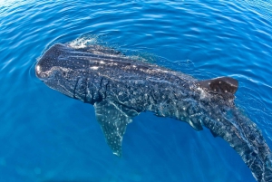 Cancun: Swim with Whale Sharks Boat Tour
