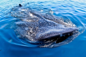 Cancun: Swim with Whale Sharks Boat Tour