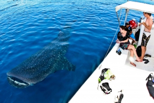 Cancun: Swim with Whale Sharks Boat Tour