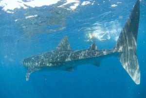 Cancún: Nada con tiburones ballena