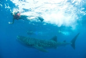 Cancún: Swim with Whale Sharks