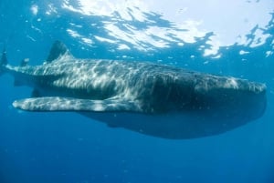 Cancún: Swim with Whale Sharks