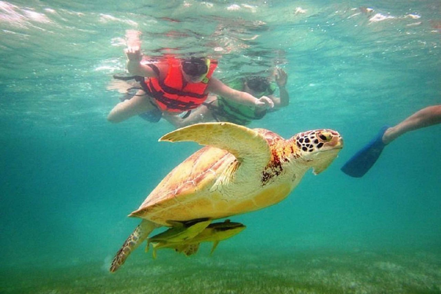 Tours de nado con tortugas en Zona Hotelera, Cancún, México