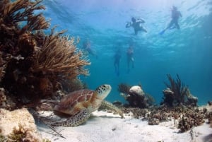 From Cancun: Tulum and Akumal Cenote and Turtle Swim Tour