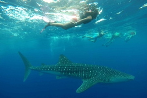 Cancún Whale Shark Tour