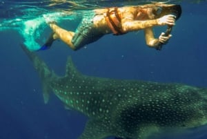 Cancún Whale Shark Tour