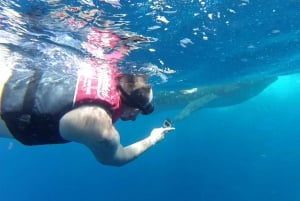 Excursión al Tiburón Ballena en Cancún