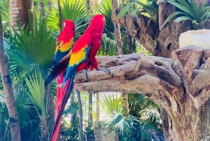 Cancun: Xcaret Park Ticket