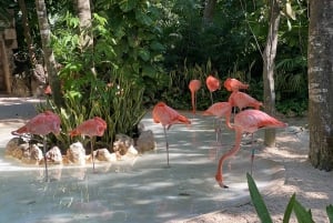 Cancun: Xcaret Park Ticket