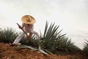 CDMX: Excursión de 3 días a Guadalajara y Tequila