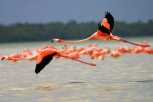 Desde Mérida: Biosfera de Celestún, paseo en barco y Día de playa