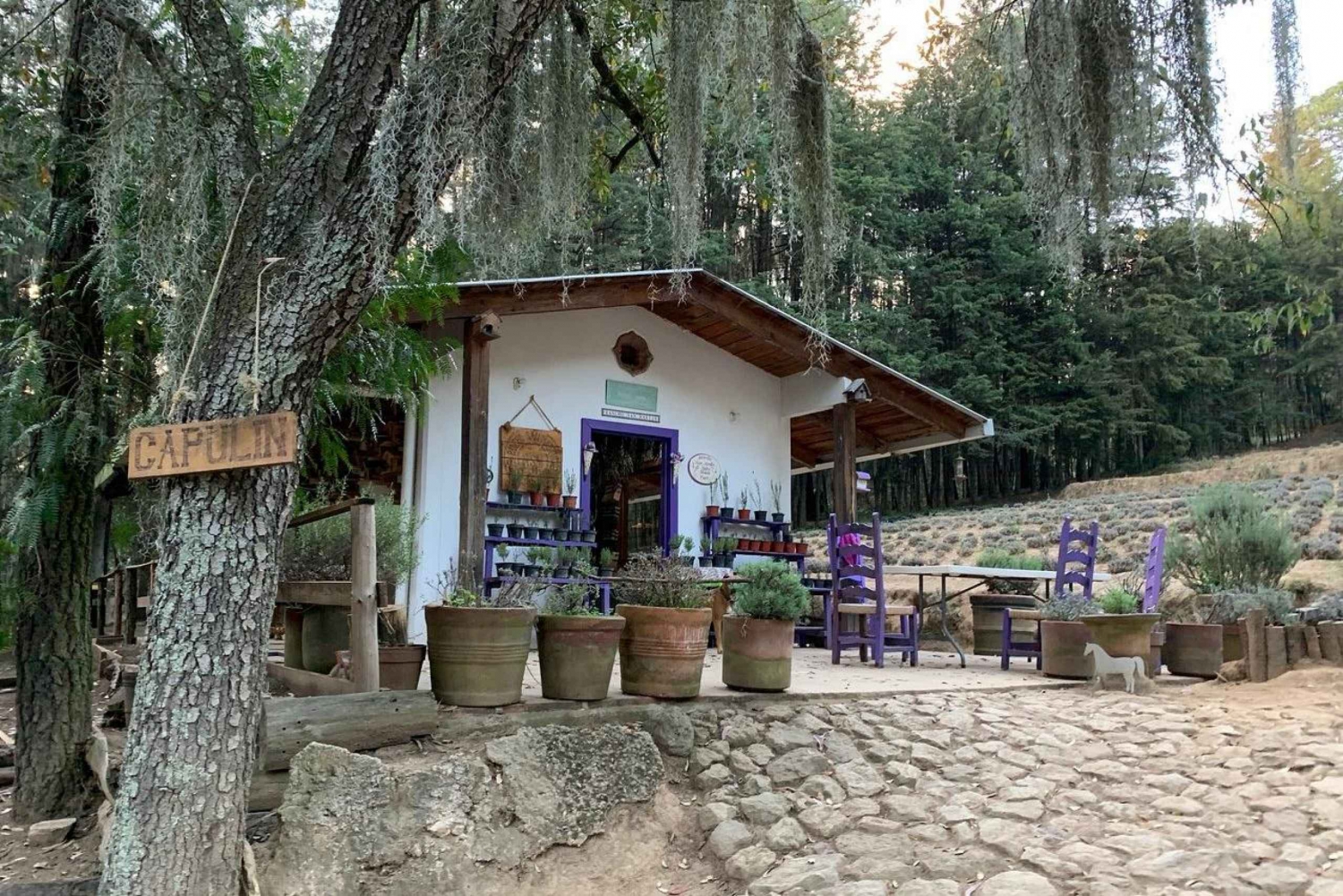 Chautla's Castle, Lavender Farm, and Valquirico Private Tour