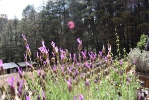 Chautla's Castle, Lavender Farm, and Valquirico Private Tour