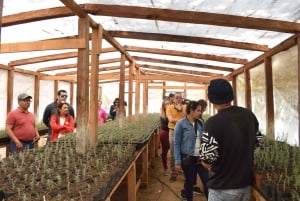 Chautla's Castle, Lavender Farm, and Valquirico Private Tour