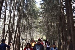 Chautla's Castle, Lavender Farm, and Valquirico Private Tour