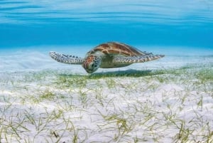 Tour Cielo y Cielito en Cozumel Catamarán Con Tobogán, Barra libre y Comida