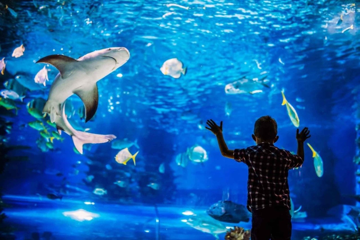 Tour de la ciudad y Acuario de Mazatlán (simplemente increíble)