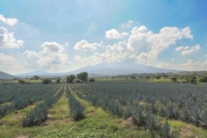 Tour Clásico Ruta de Tequila desde Guadalajara