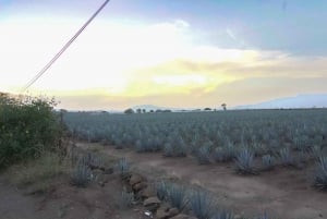 Tour Clásico Ruta de Tequila desde Guadalajara