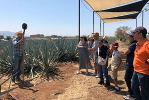 Tour Clásico Ruta de Tequila desde Guadalajara