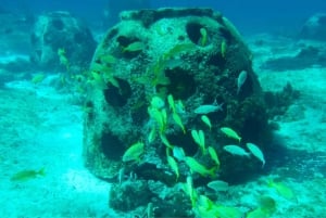 Coral Nursery Snorkeling Tour (with NGO)