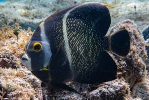 Coral Nursery Snorkeling Tour (with NGO)