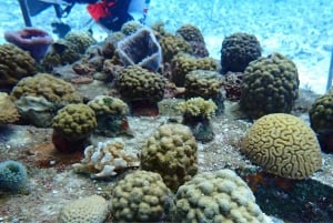 Coral Nursery Snorkeling Tour (with NGO)