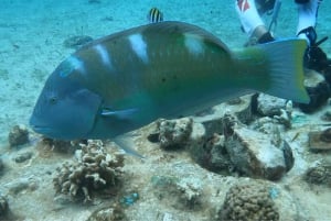 Coral Nursery Snorkeling Tour (with NGO)