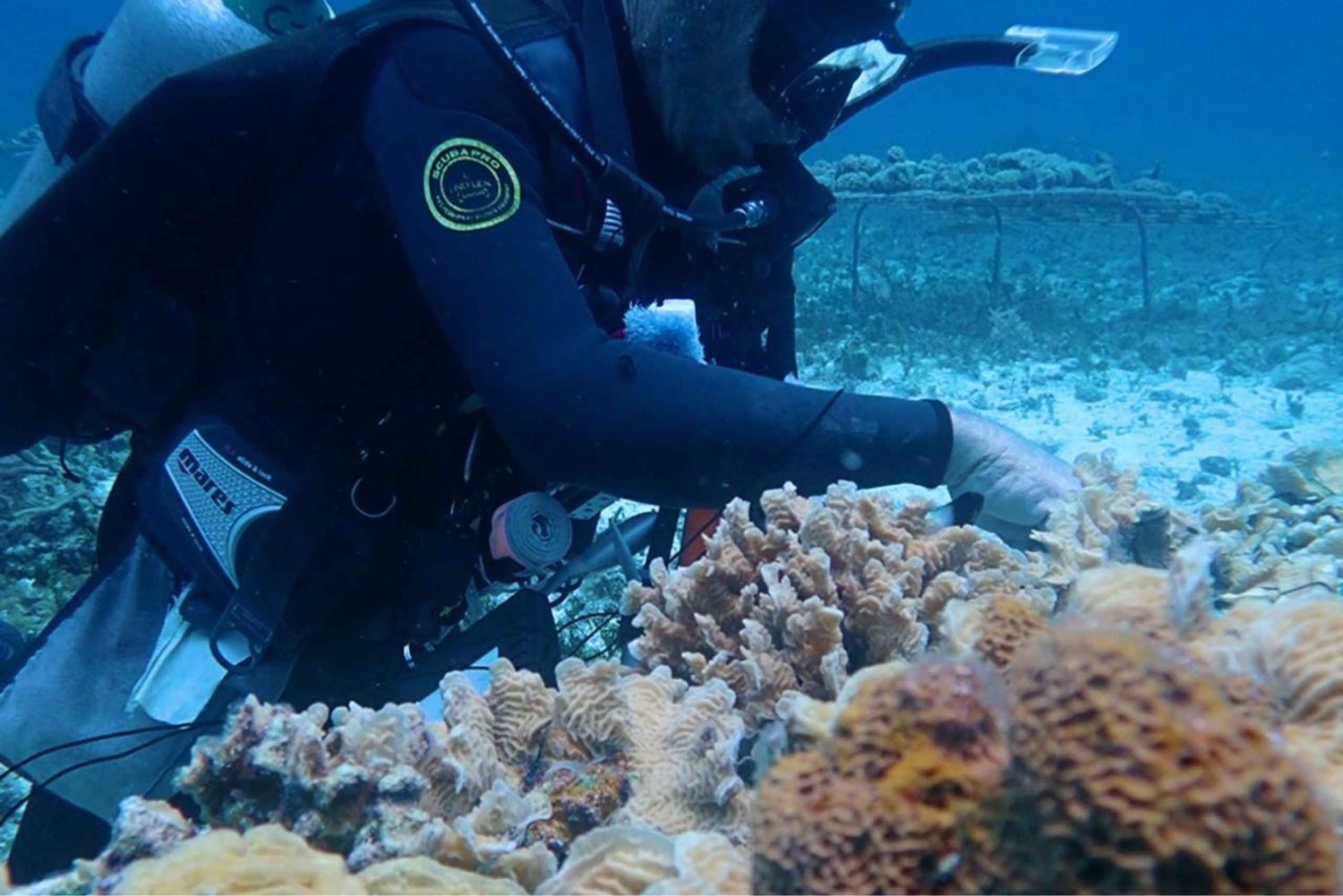 Curso de Buceo para la Conservación de los Arrecifes de Coral (con ONG)